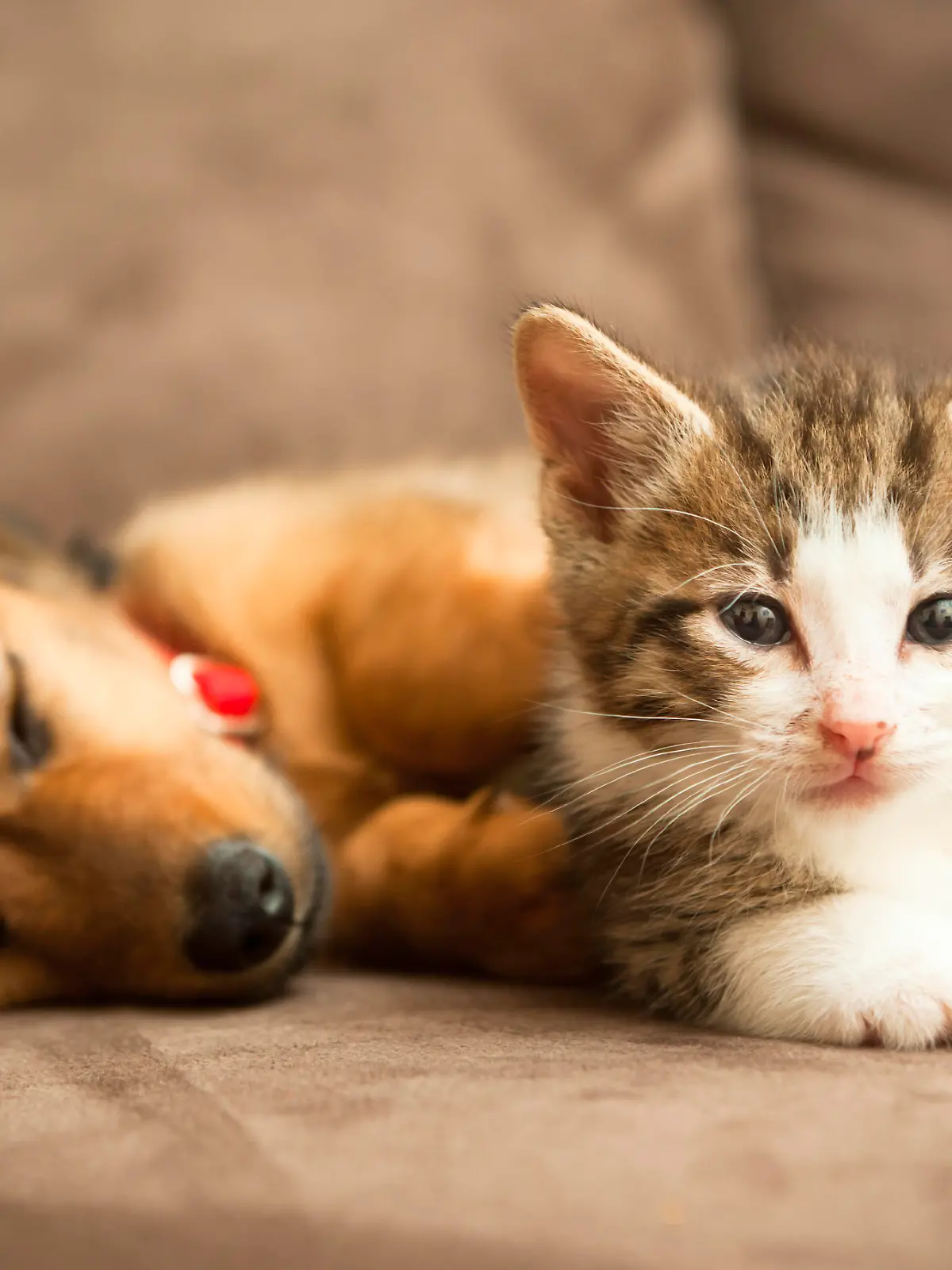 iStock 000014829154 Large.jpg