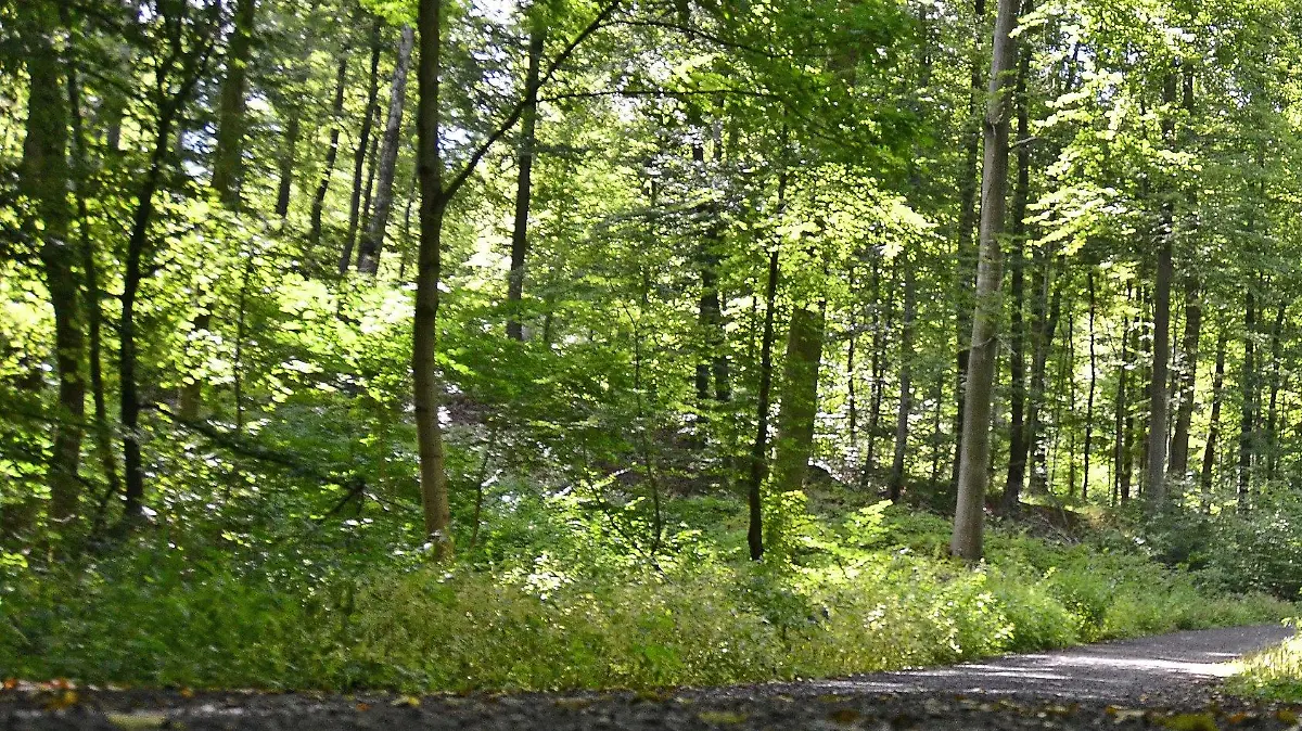 ARCHIV - 16.08.2012, Hessen, Kassel: ILLUSTRATION - Ein Mountainbike-Fahrer fährt im Habichtswald bei Kassel auf einem Forstweg. Im Konflikt um das Radfahren in Hessens Wäldern wirft der Naturschutzbund BUND dem Land Hessen Untätigkeit vor. Foto: picture alliance / dpa +++ dpa-Bildfunk +++