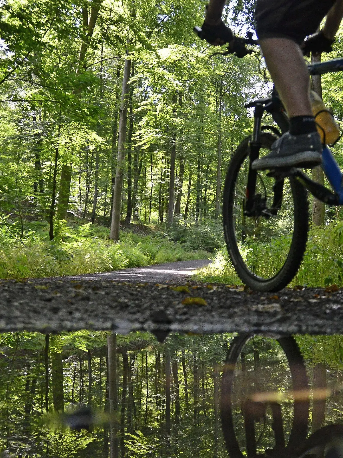 ARCHIV - 16.08.2012, Hessen, Kassel: ILLUSTRATION - Ein Mountainbike-Fahrer fährt im Habichtswald bei Kassel auf einem Forstweg. Im Konflikt um das Radfahren in Hessens Wäldern wirft der Naturschutzbund BUND dem Land Hessen Untätigkeit vor. Foto: picture alliance / dpa +++ dpa-Bildfunk +++