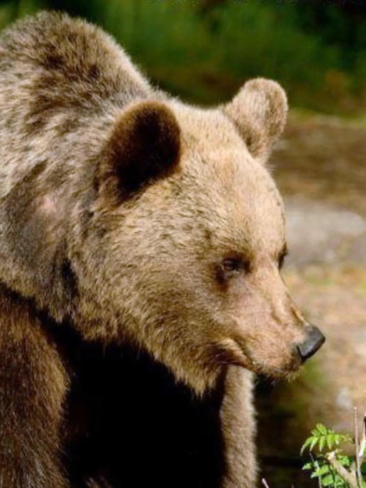 HANDOUT - 21.06.2016, Italien, ---: Ein Braunbär in der Region Trentino. (Illustration zu "Bären-Ärger in Norditalien - Vater verteidigt Sohn") - bestmögliche Qualität - Foto: Campolongo Annalisa/Forstbehörde der Autonomen Provinz Trient/dpa - ACHTUNG: Nur zur redaktionellen Verwendung im Zusammenhang mit der aktuellen Berichterstattung und nur mit vollständiger Nennung des vorstehenden Credits +++ dpa-Bildfunk +++
