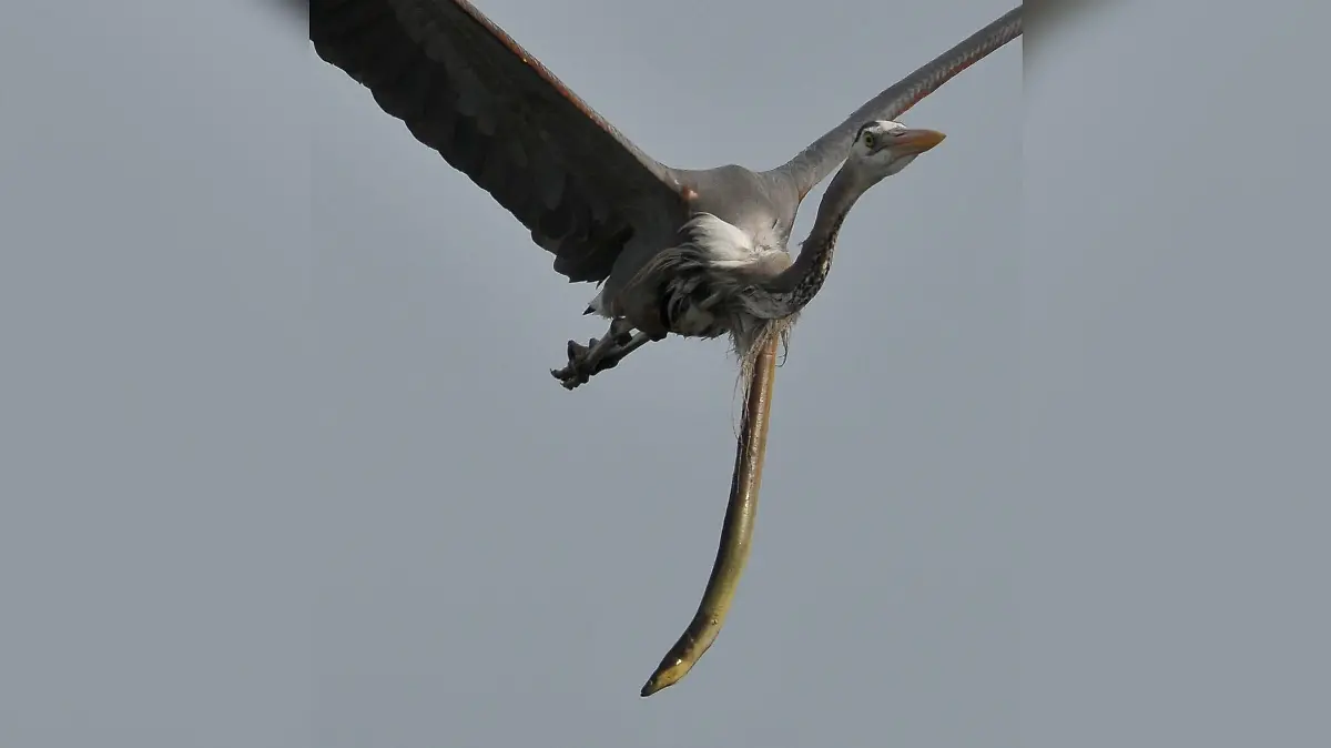 Beim Reiher hat der Schlangenaal den Kehlkopf durchbohrt, um nicht verdaut zu werden.