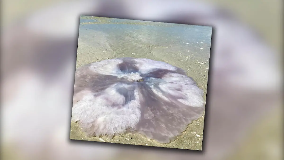 Riesen-Qualle an Strand in Florida gespült Finder: "Dachte es frisst mich auf"