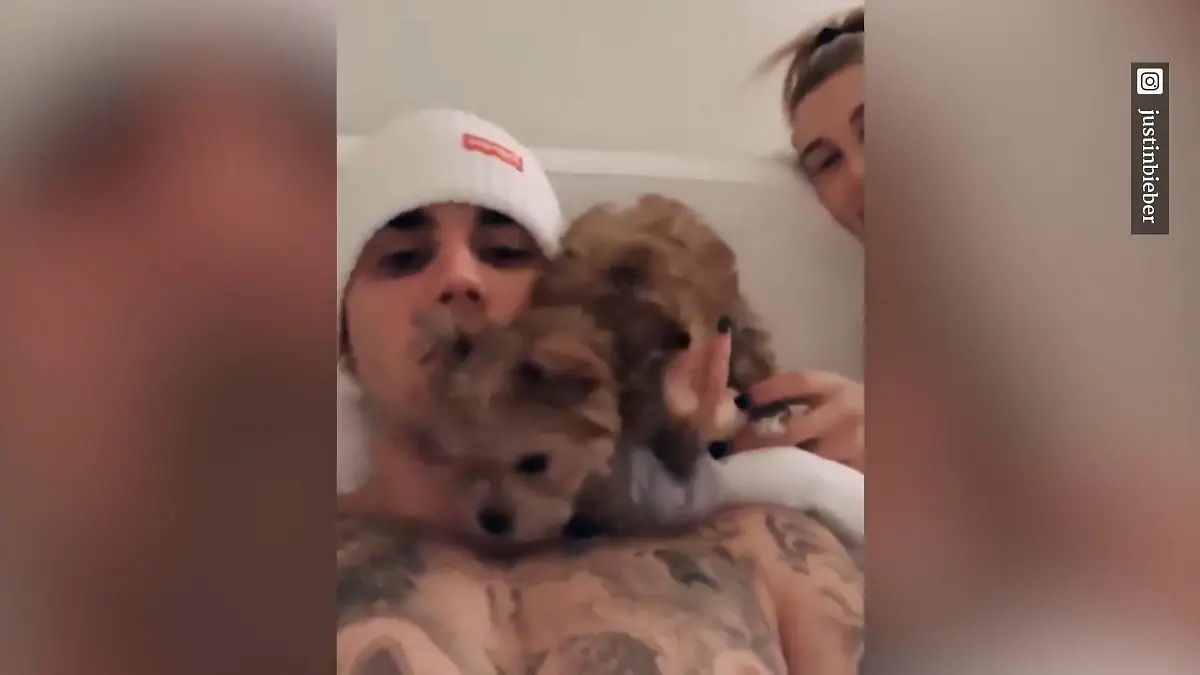 Gibt es einen Justin-Bieber-Haustier-Fluch? Bein gebrochen, ausgebüxt ...