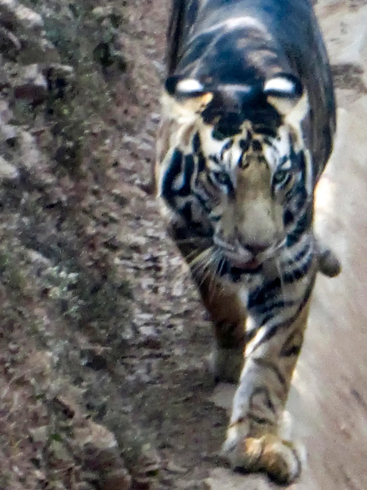 SOUMEN BAJPAYEE/CATERS NEWS - (PICTURED THE RARE BLACK TIGER ) - A lucky amateur photographer has captured an extremely rare 'black' tiger - only a handful of which are thought to exist. Soumen Bajpayee took the pictures of the melanistic tiger, also
