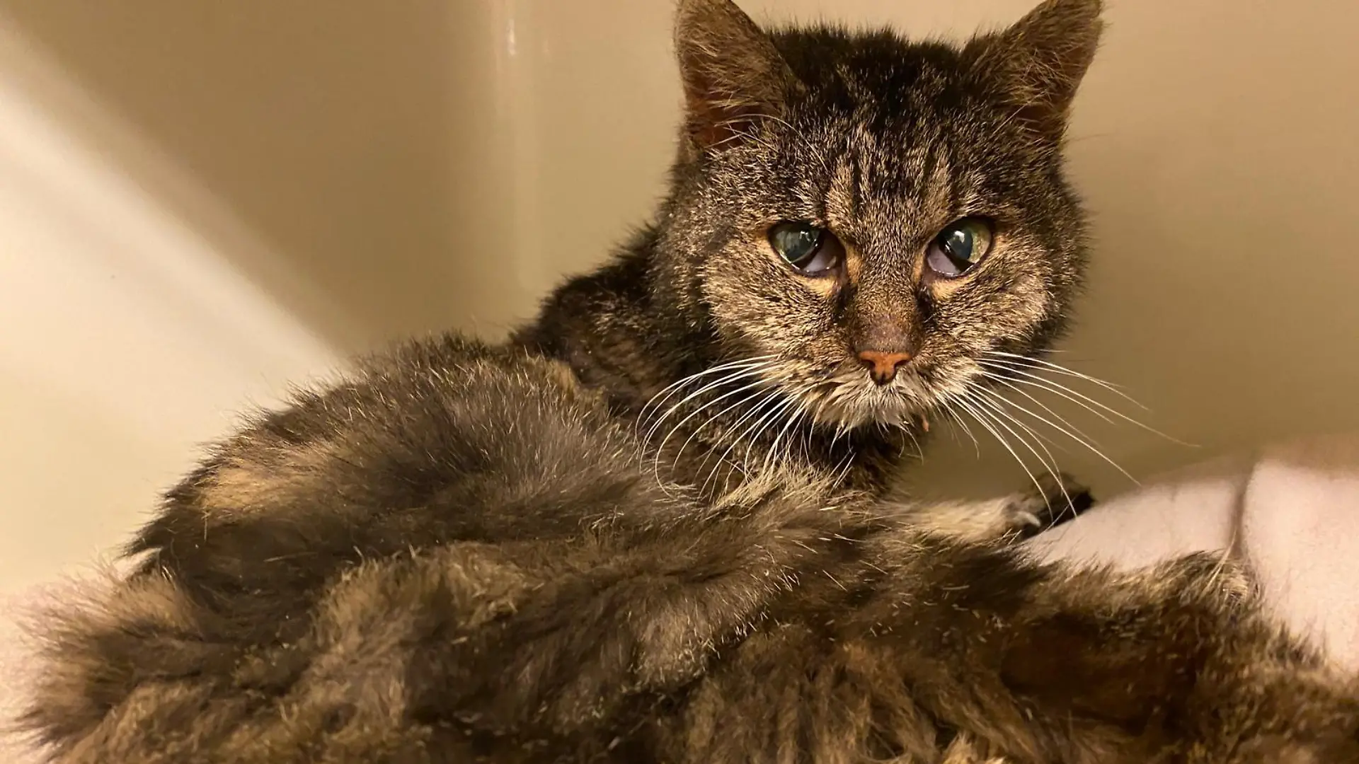 Die Katzen-Omi ist sehr abgemagert und wiegt aktuell nur rund 1,5 Kilogramm.