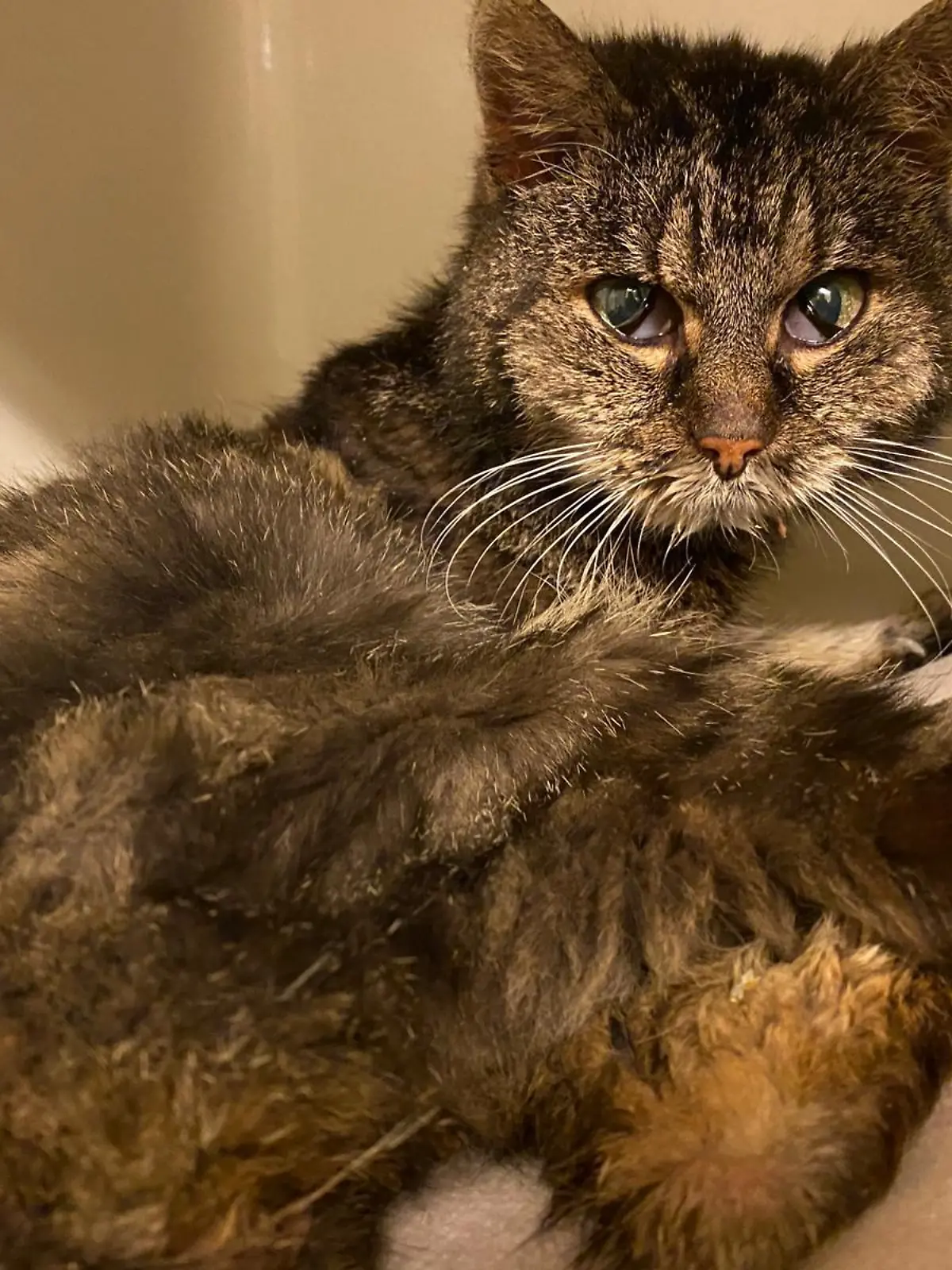 Die Katzen-Omi ist sehr abgemagert und wiegt aktuell nur rund 1,5 Kilogramm.