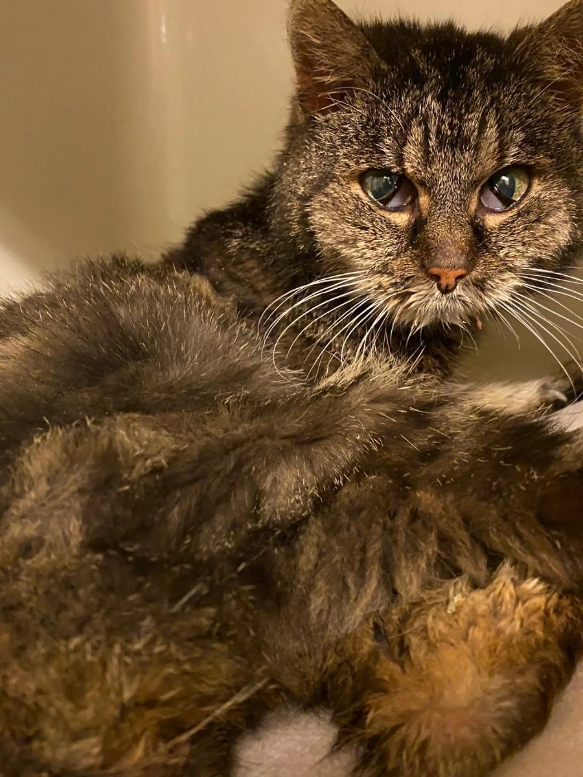 Die Katzen-Omi ist sehr abgemagert und wiegt aktuell nur rund 1,5 Kilogramm.