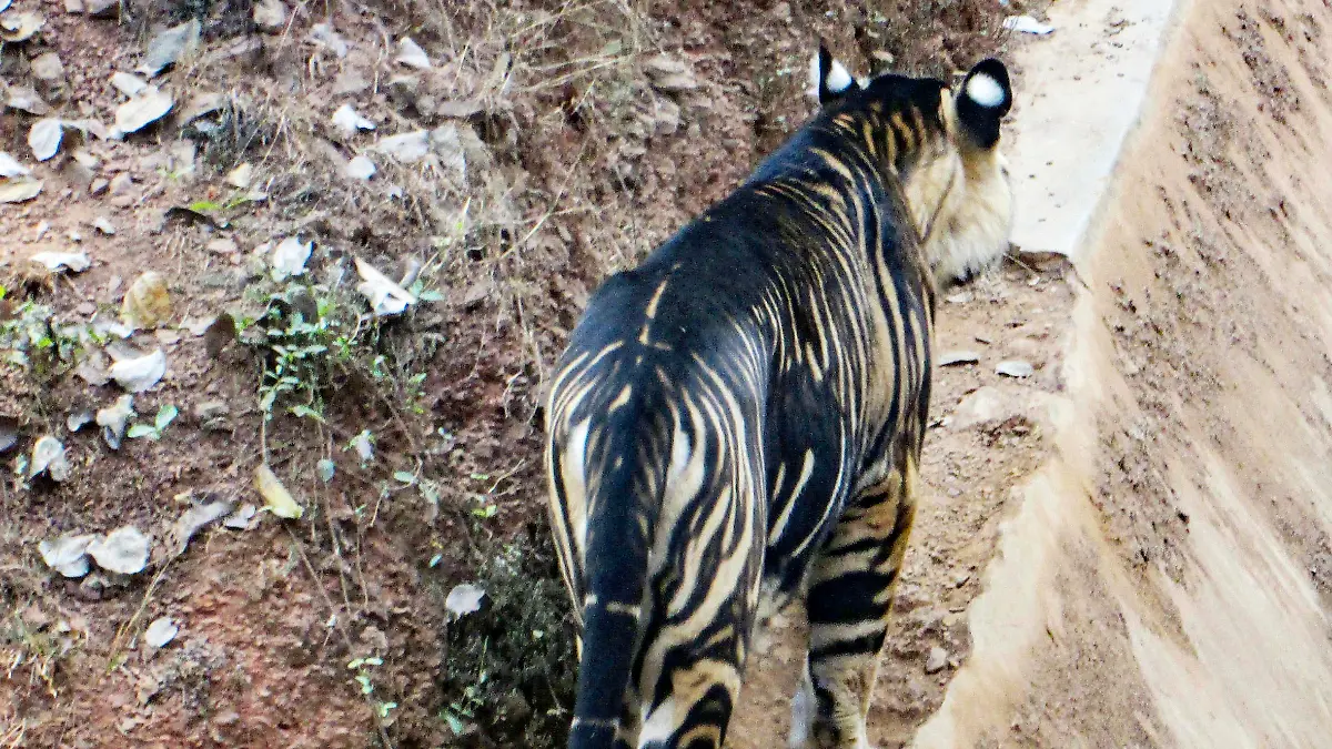 SOUMEN BAJPAYEE/CATERS NEWS - (PICTURED THE RARE BLACK TIGER ) - A lucky amateur photographer has captured an extremely rare 'black' tiger - only a handful of which are thought to exist. Soumen Bajpayee took the pictures of the melanistic tiger, also
