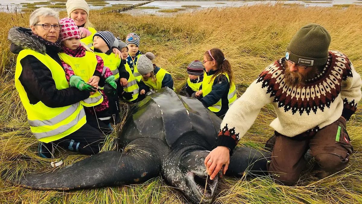 Kinder entdecken Lederschildkröte