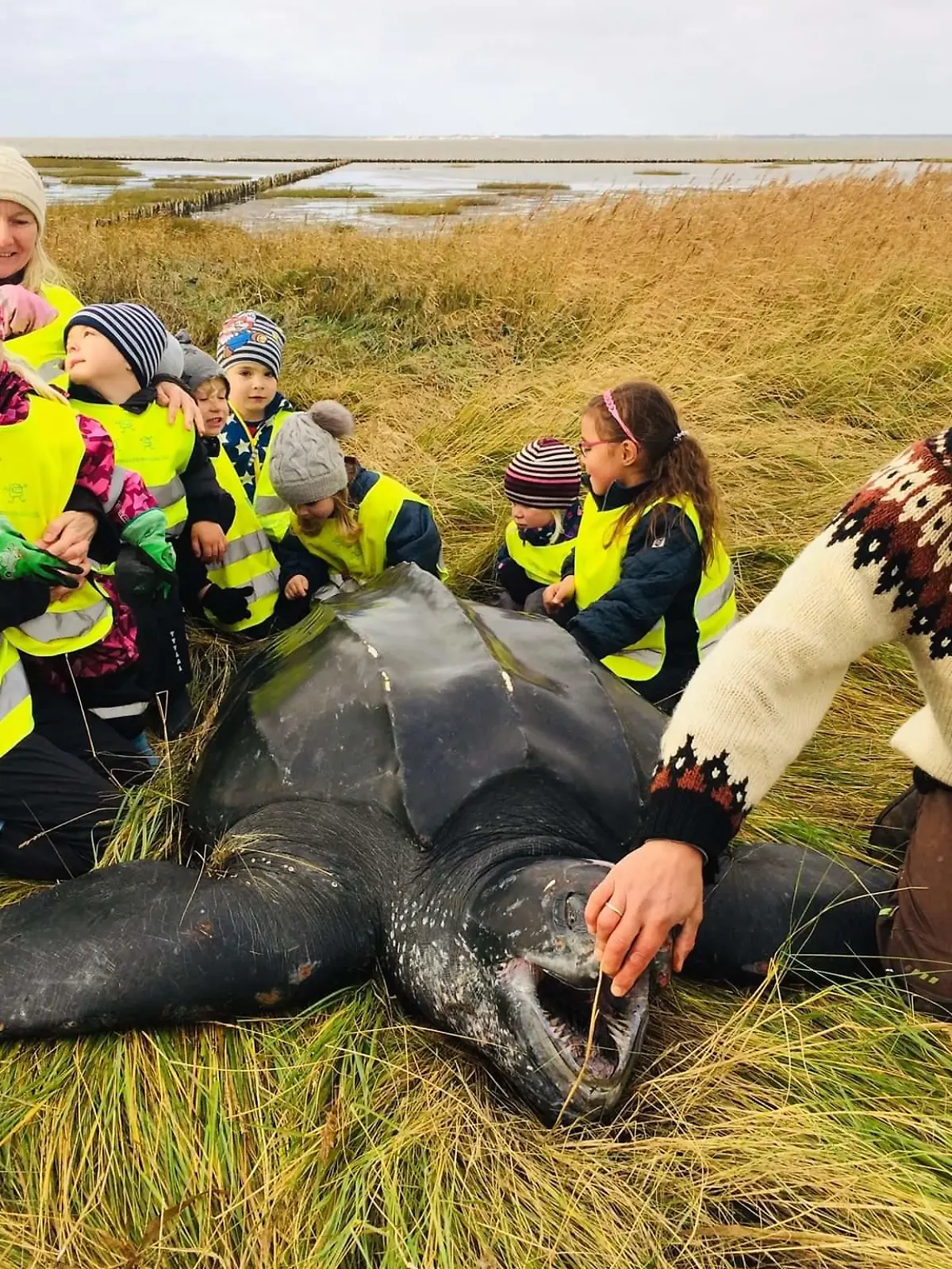 Kinder entdecken Lederschildkröte