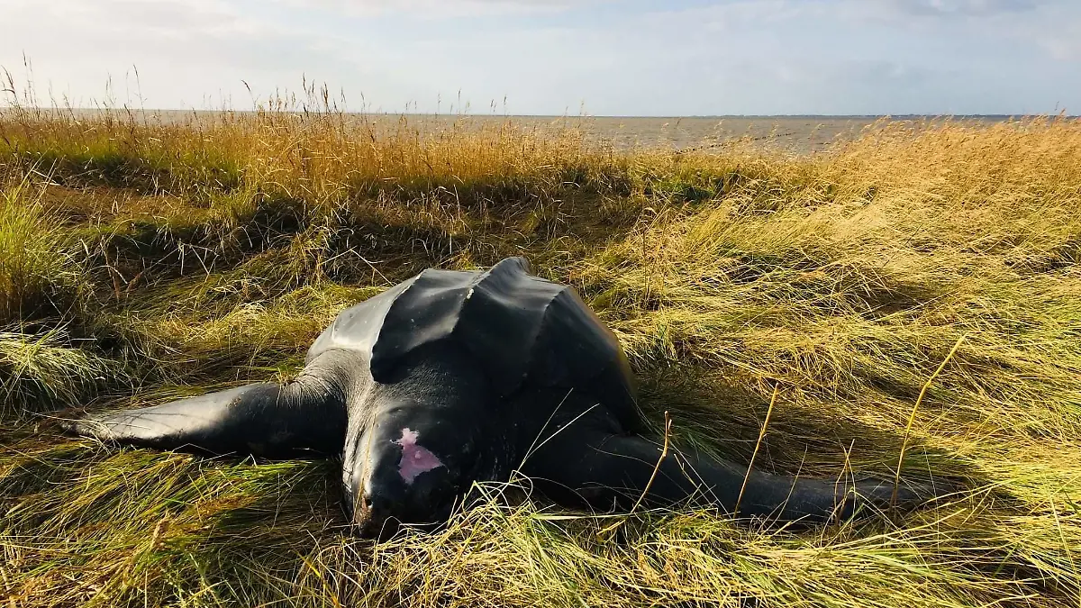 Lederschildkröte am Nordsee-Strand