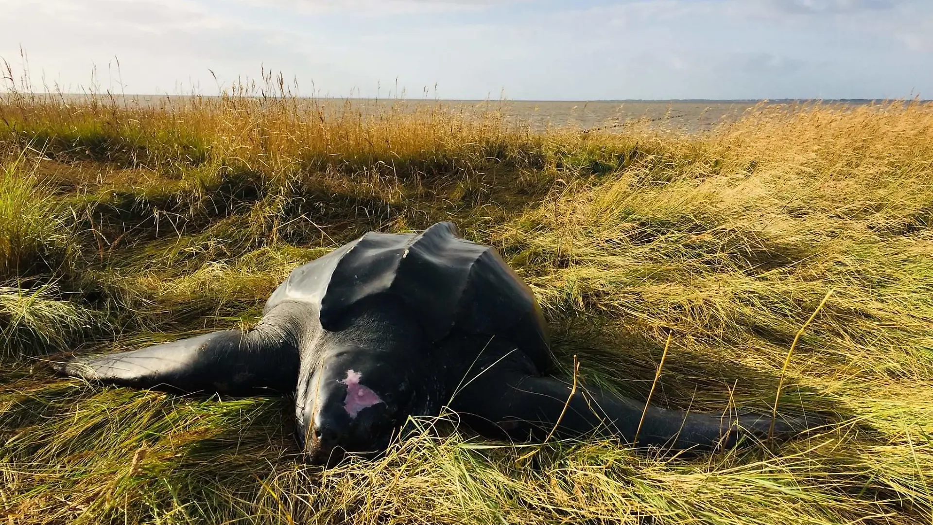 Lederschildkröte am Nordsee-Strand