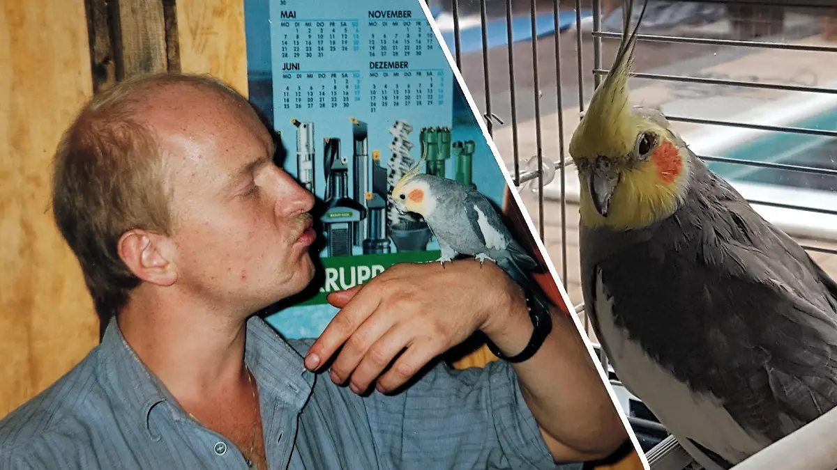 Nymphensittich-Männchen Pakito mit Besitzer John Schmidt aus Weißenborn (Hessen).