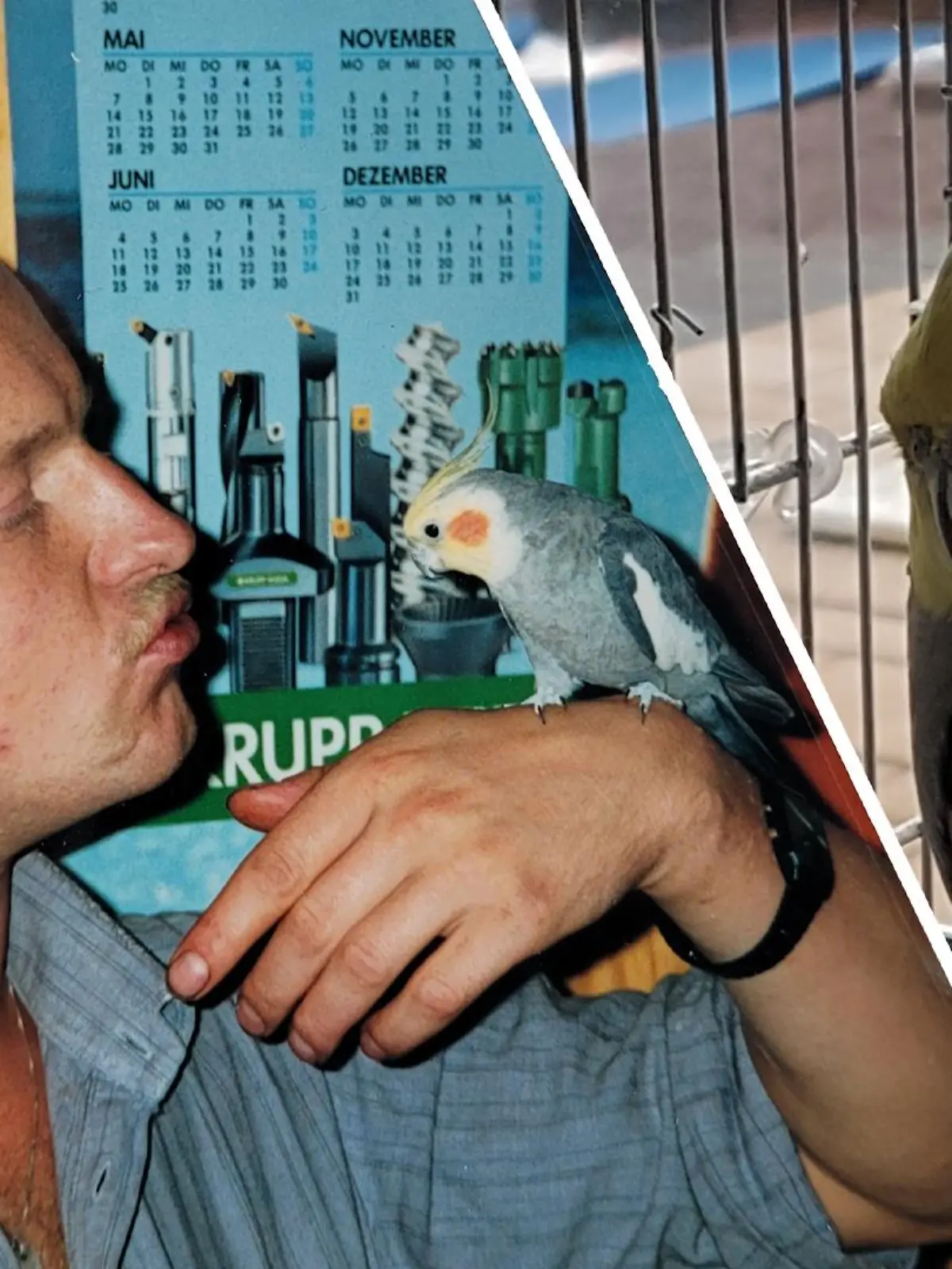 Nymphensittich-Männchen Pakito mit Besitzer John Schmidt aus Weißenborn (Hessen).