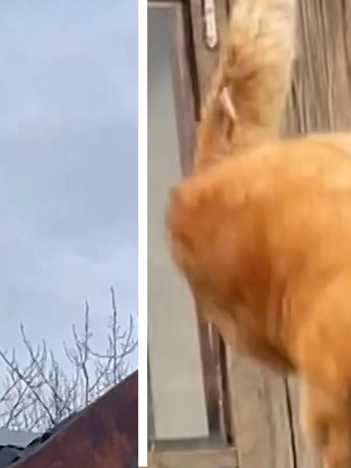 Katzen sind lieb und süß - wer das behauptet, der war noch nicht im weißrussischen Minsk unterwegs. Hier ticken die Miezen nämlicht etwas anders.