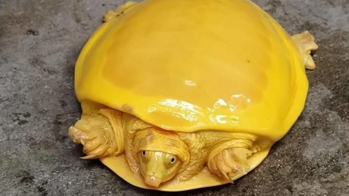 Gelbe Schildkröte