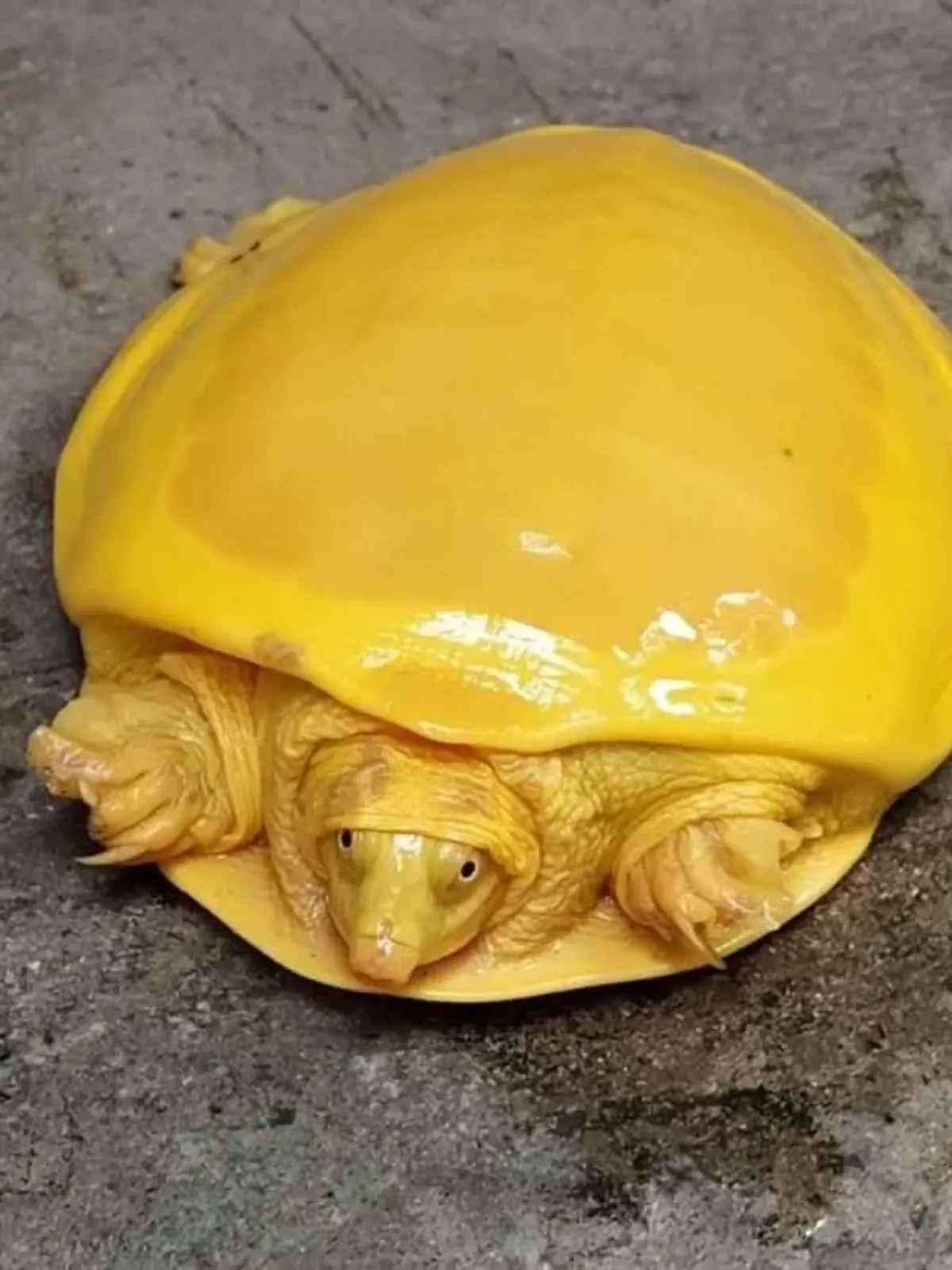 Gelbe Schildkröte