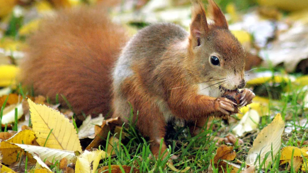 Seinen Wintervorrat an Nüssen und Samen sucht sich dieses Eichhörnchen am 23.10.2002 auf einer herbstlich-nassen Wiese im Grüneburgpark in Frankfurt am Main zusammen. Mit den Blättern fallen im Herbst auch die Eicheln, Kastanien und Nüsse auf den Boden.