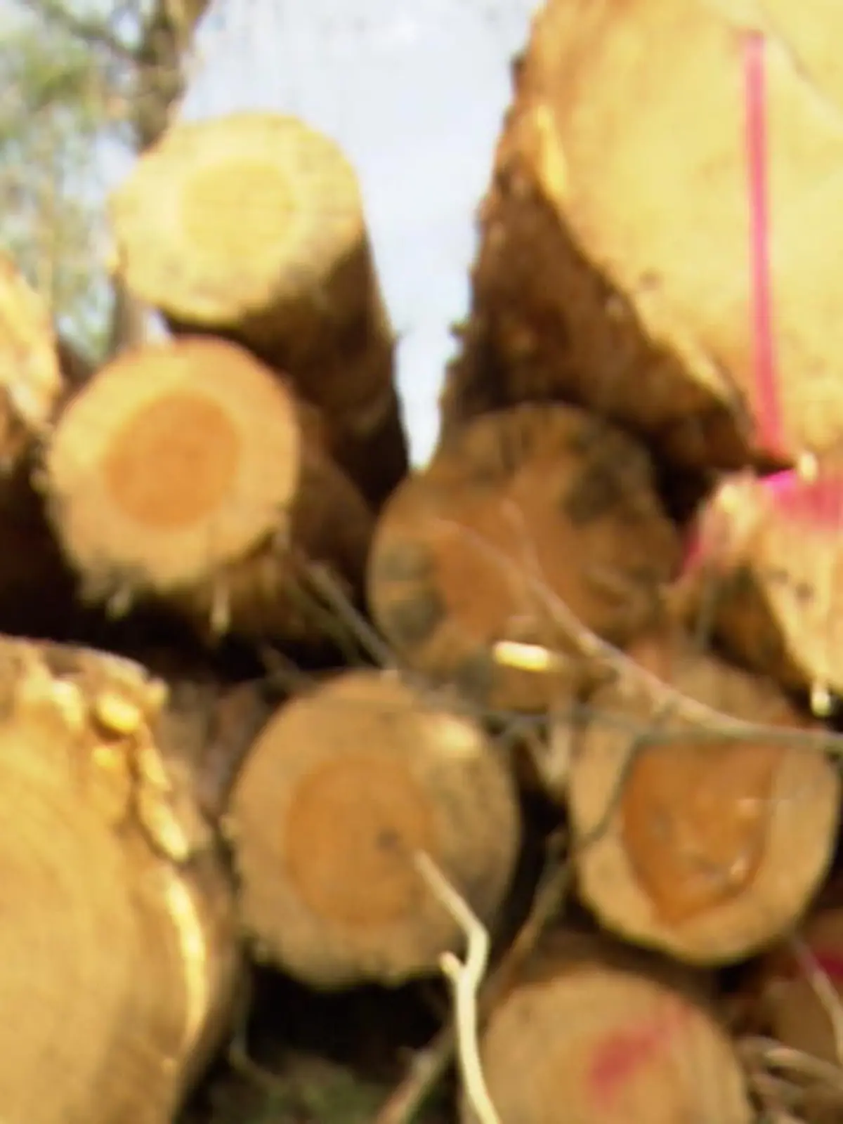 Bild zu: "Neue Bäume für den Wald"