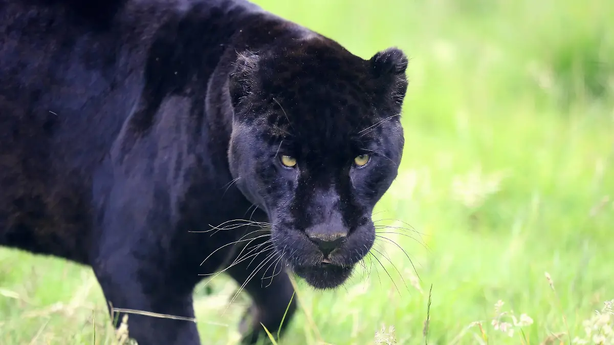 Jaguar, Schwarzer Panther, Suedamerika / (Panthera onca) | Verwendung weltweit
