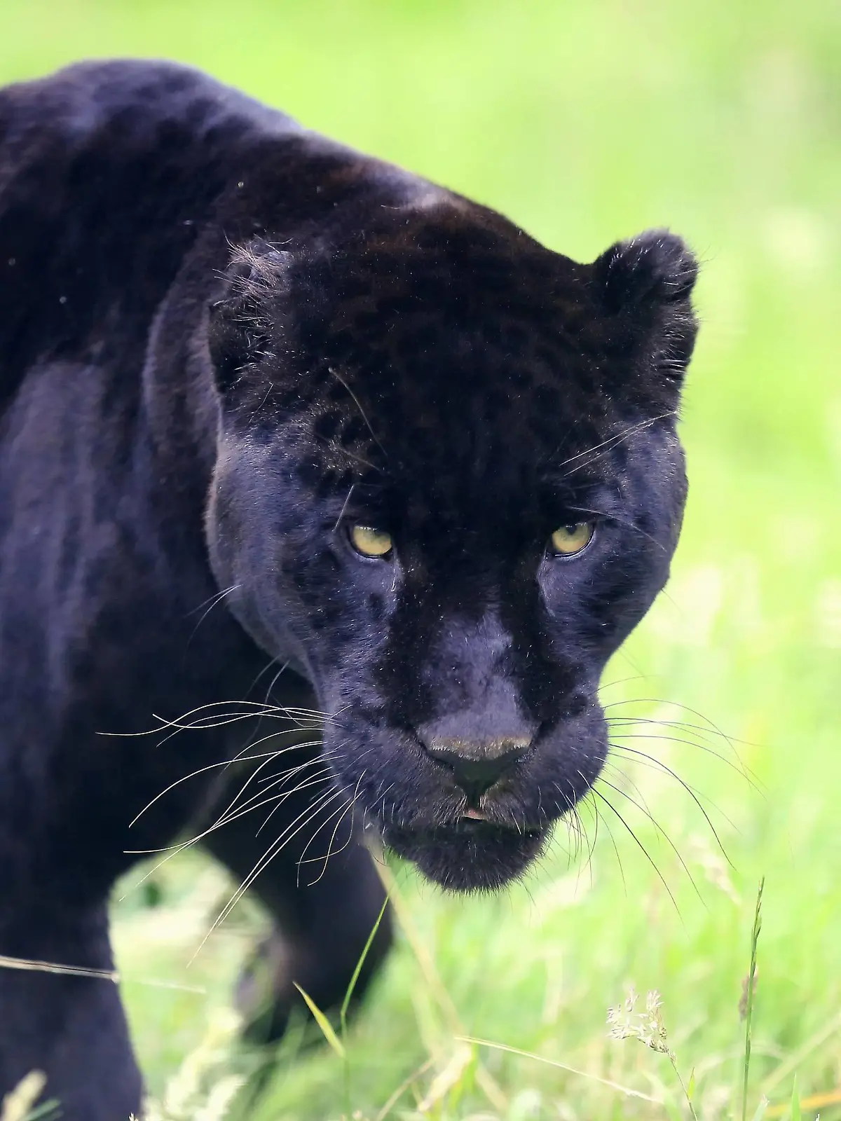 Jaguar, Schwarzer Panther, Suedamerika / (Panthera onca) | Verwendung weltweit