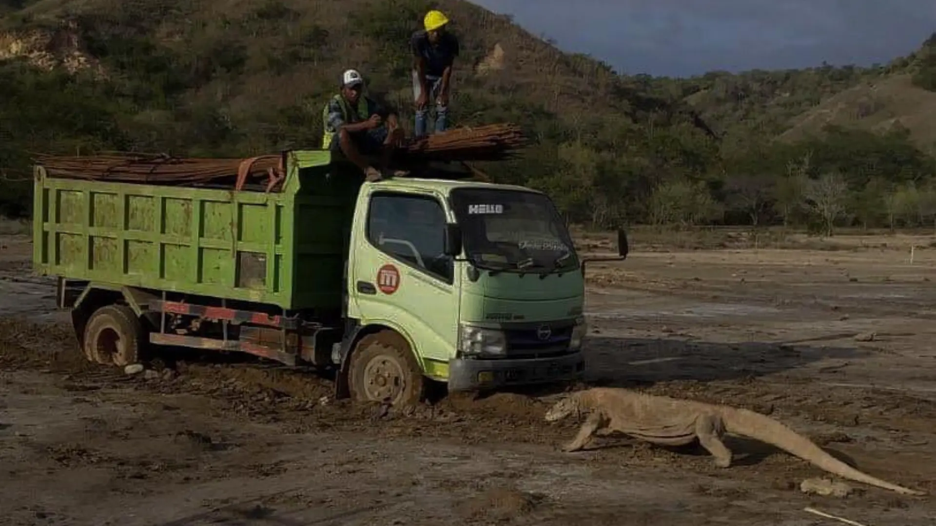 komodowaran.jpg