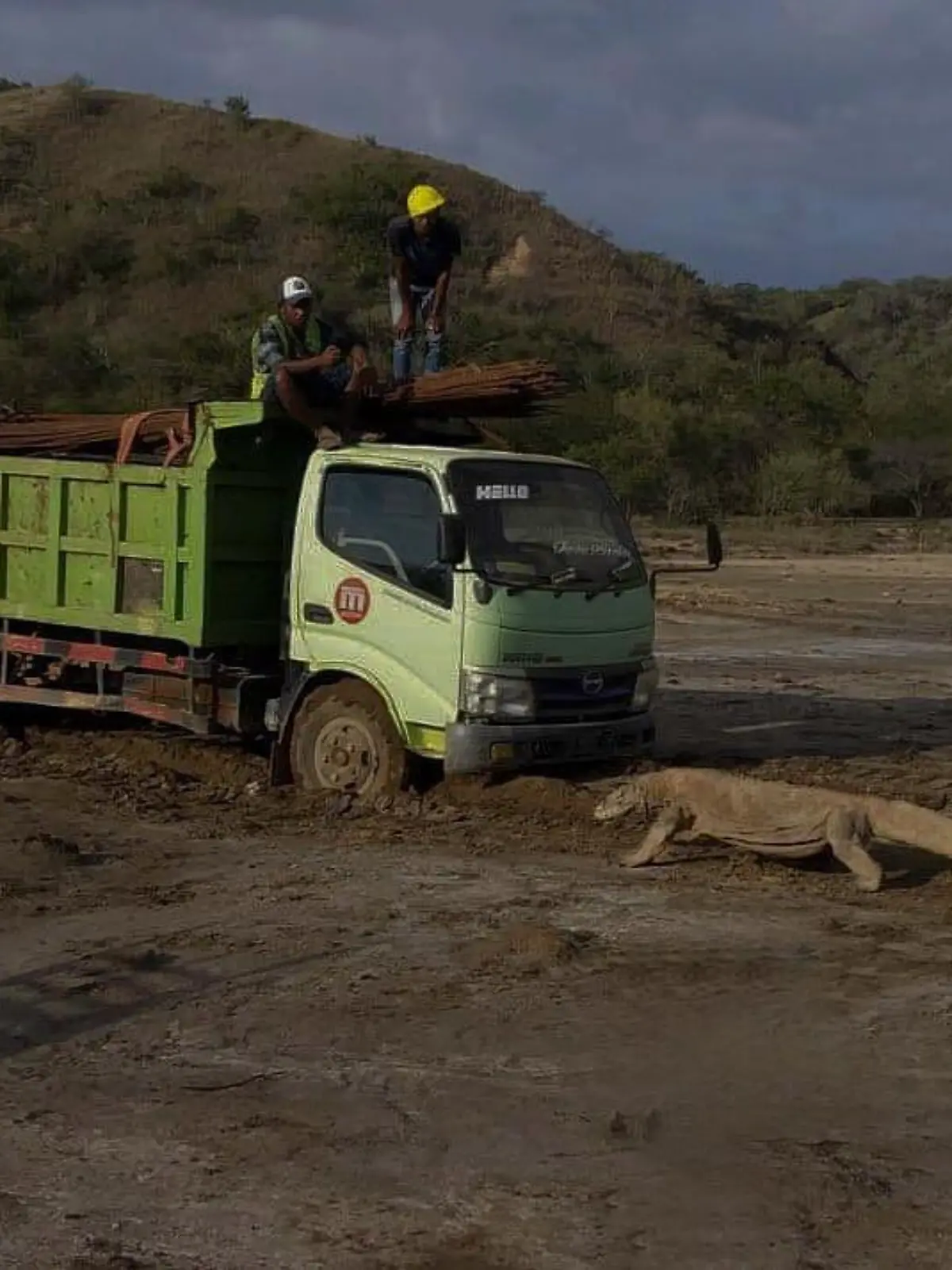 komodowaran.jpg