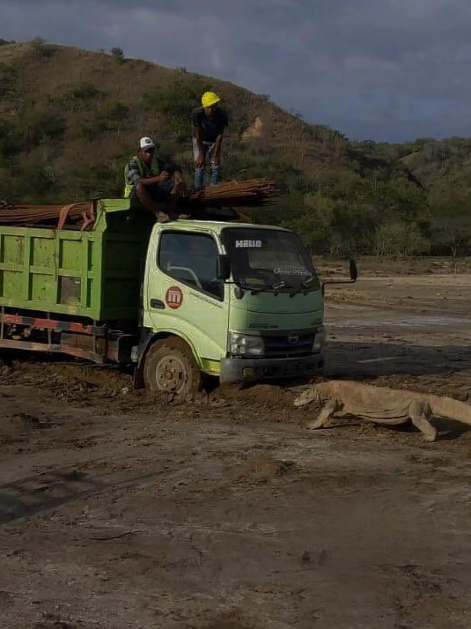 komodowaran.jpg