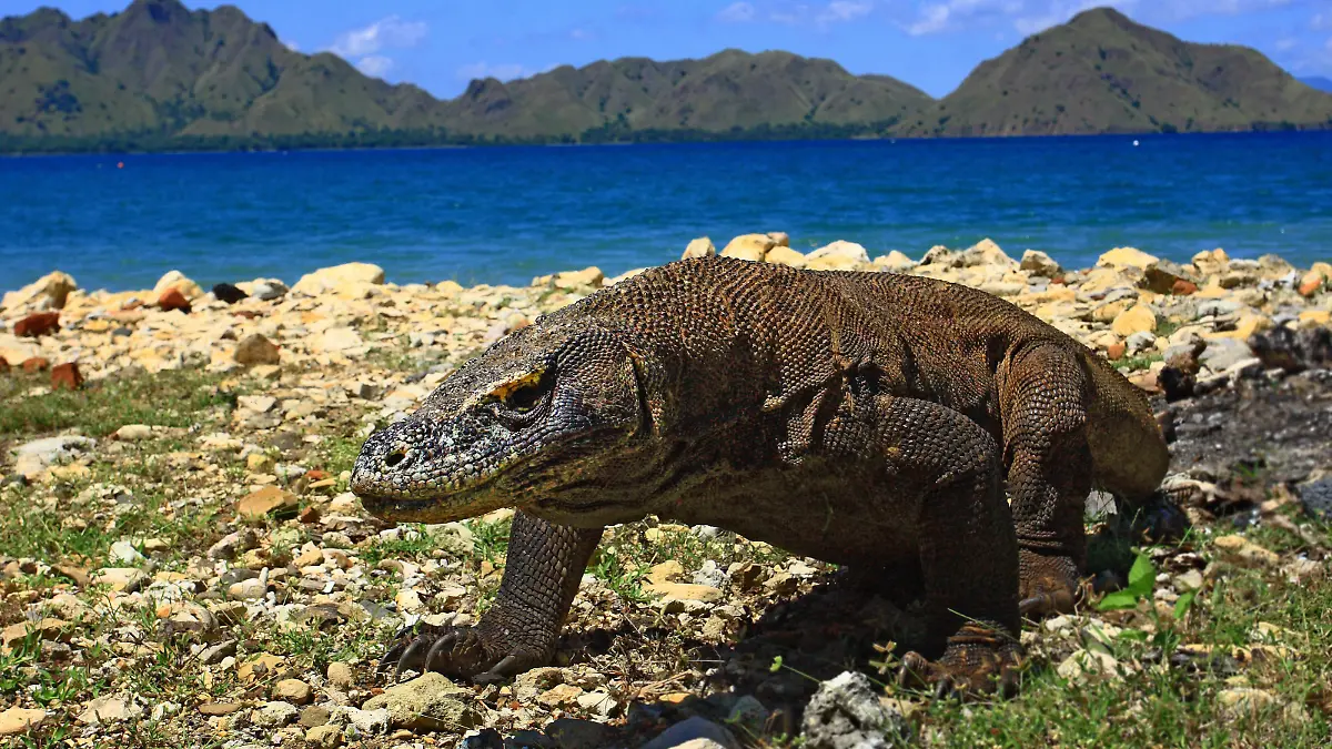Komodowaran auf der Komodo Insel, einem Nationalpark in Indonesien