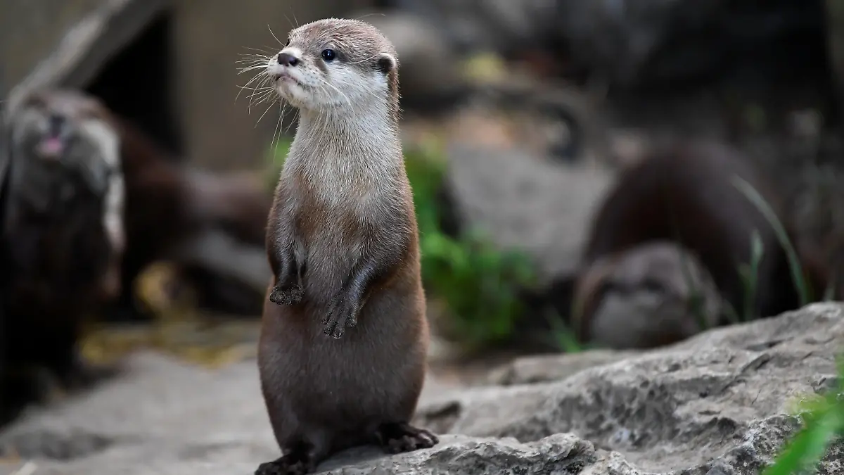 A two-month-old otter pup waits to have its weight taken at ZSL London Zoo 2020 weigh-in and measurement, in London, Britain, August 27, 2020. REUTERS/Toby Melville