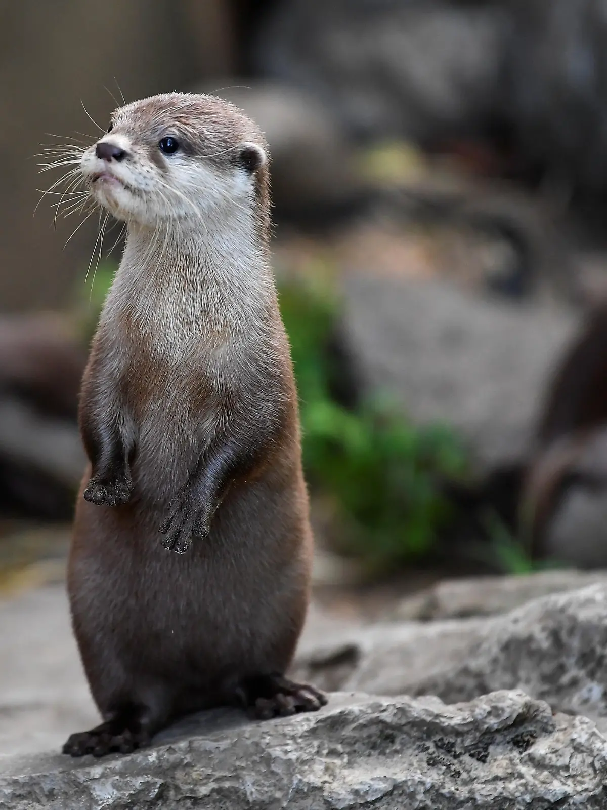 A two-month-old otter pup waits to have its weight taken at ZSL London Zoo 2020 weigh-in and measurement, in London, Britain, August 27, 2020. REUTERS/Toby Melville
