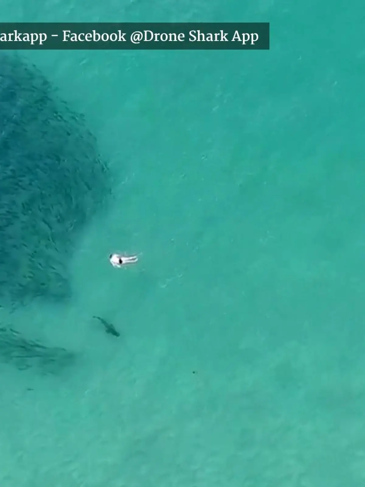 Im Video zeigen wir spektakuläre Drohnenbilder, die zeigen wie Haie und Menschen gleichzeitig nebeneinander schwimmen.