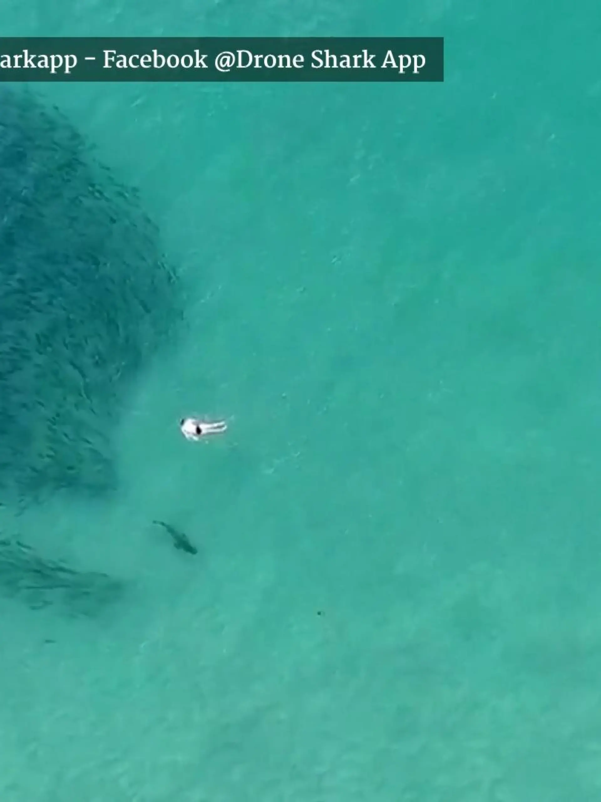 Im Video zeigen wir spektakuläre Drohnenbilder, die zeigen wie Haie und Menschen gleichzeitig nebeneinander schwimmen.