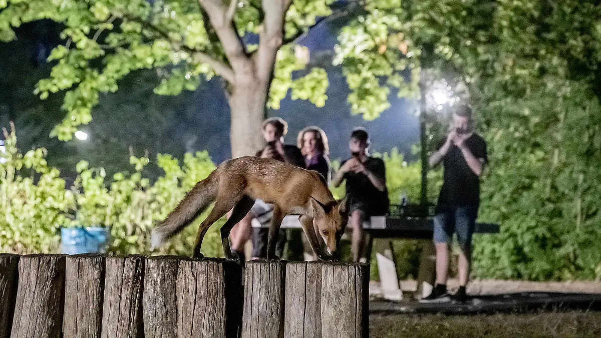 Füchse kommen uns - zumindest in Berlin - immer näher. Woran liegt das?