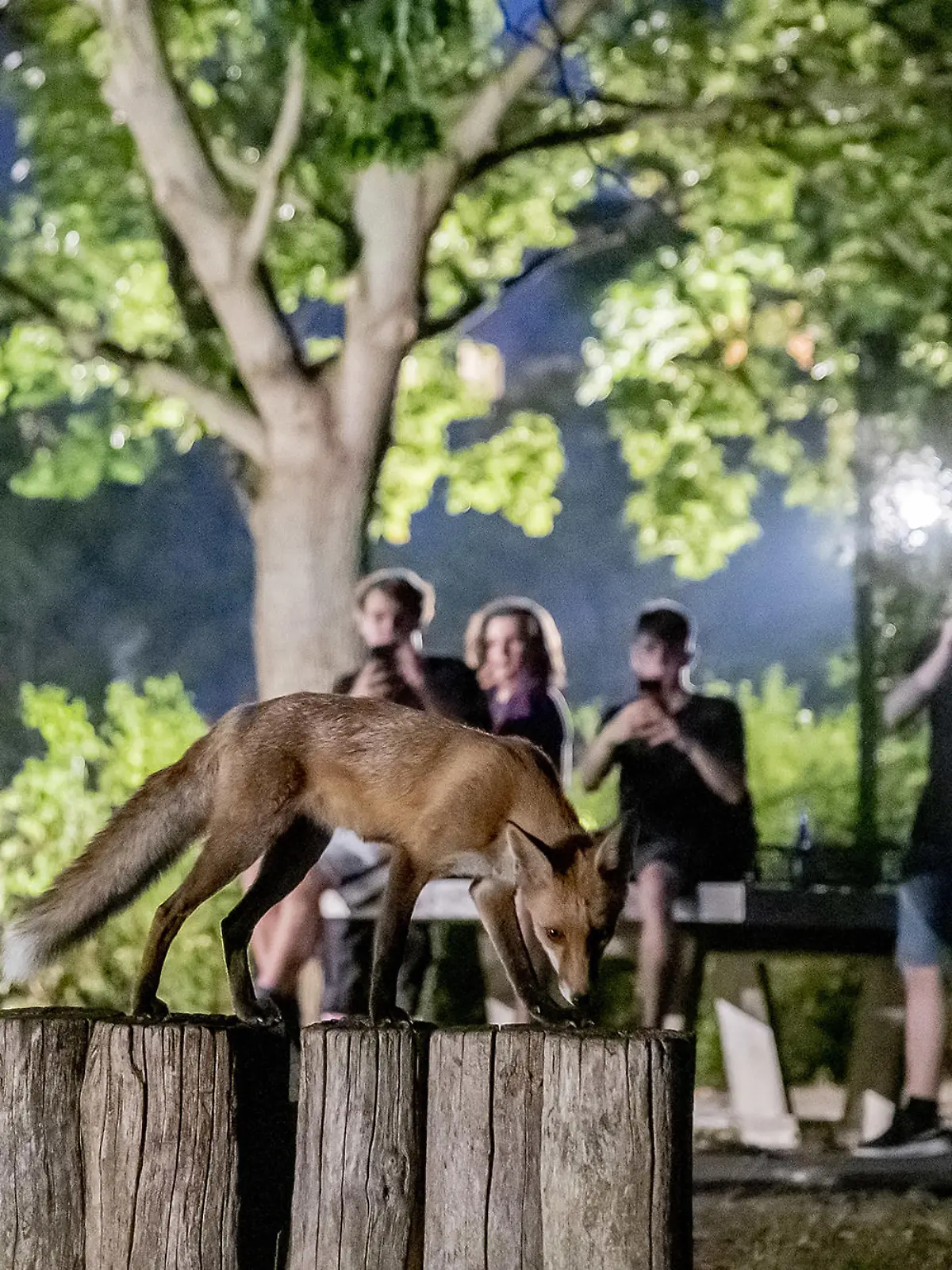 Füchse kommen uns - zumindest in Berlin - immer näher. Woran liegt das?
