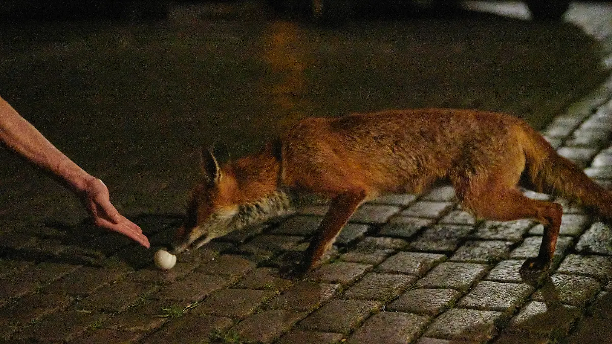 Ein Fuchs streunt nachts durch den Bergmannkiez.