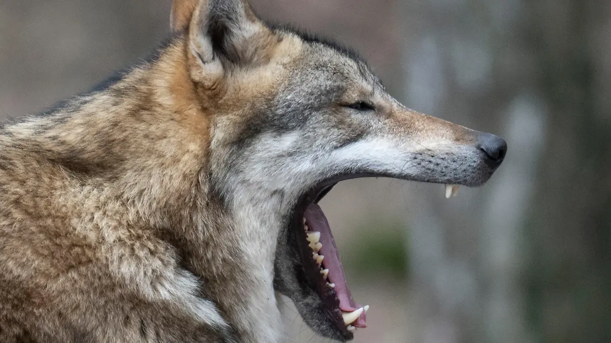 29.03.2023, Hessen, Hanau: Ein Wolf sitzt in seinem Gehege im Tierpark und gähnt. In freier Wildbahn nimmt die Zahl der Wölfe deutschlandweit kontinuierlich zu. Das Wolfszentrum Hessen lädt zu einer Informationsveranstaltung für Herdentierhalter zum Thema Herdenschutz vor dem Wolf. Foto: Boris Roessler/dpa +++ dpa-Bildfunk +++