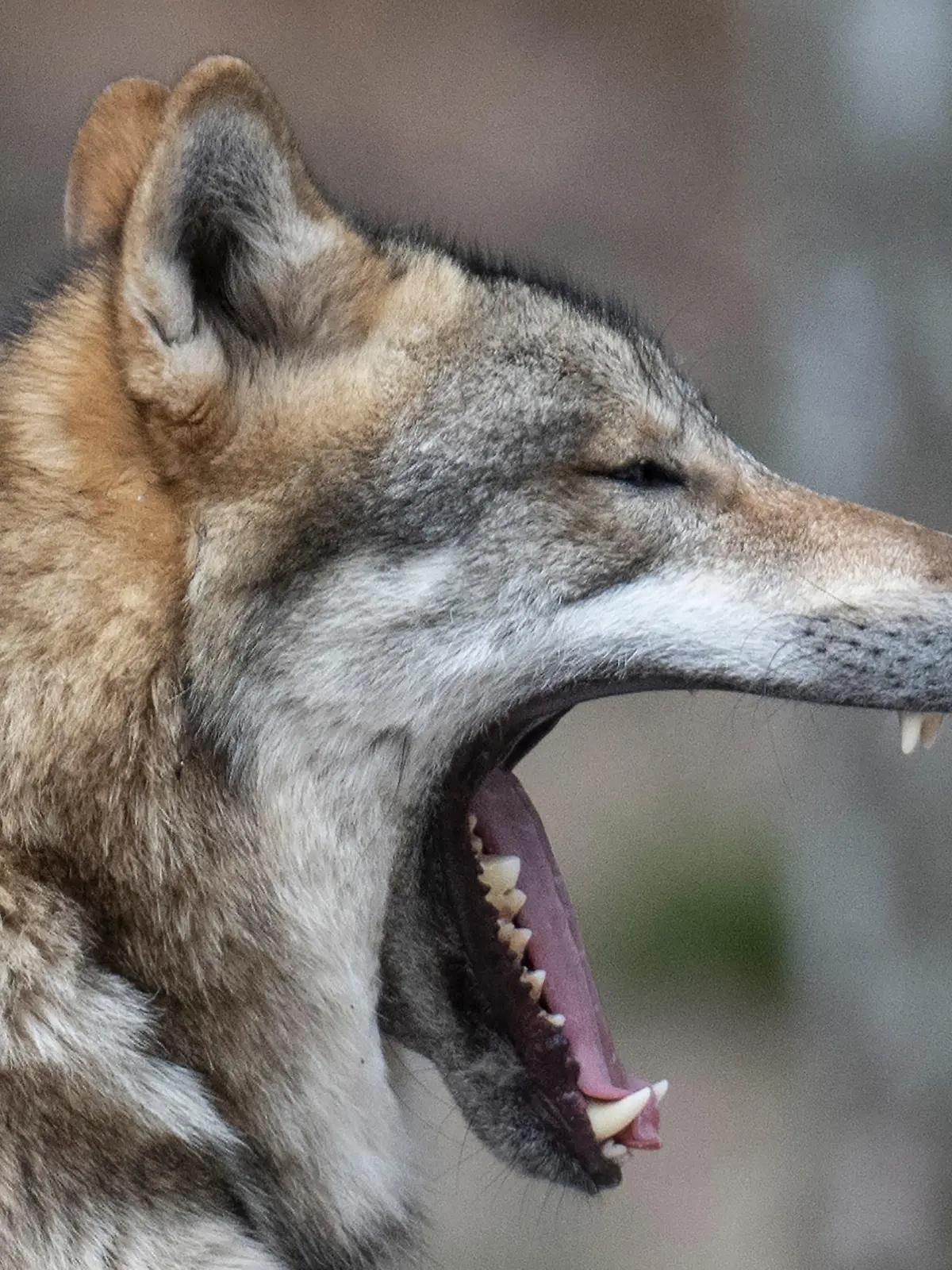 29.03.2023, Hessen, Hanau: Ein Wolf sitzt in seinem Gehege im Tierpark und gähnt. In freier Wildbahn nimmt die Zahl der Wölfe deutschlandweit kontinuierlich zu. Das Wolfszentrum Hessen lädt zu einer Informationsveranstaltung für Herdentierhalter zum Thema Herdenschutz vor dem Wolf. Foto: Boris Roessler/dpa +++ dpa-Bildfunk +++
