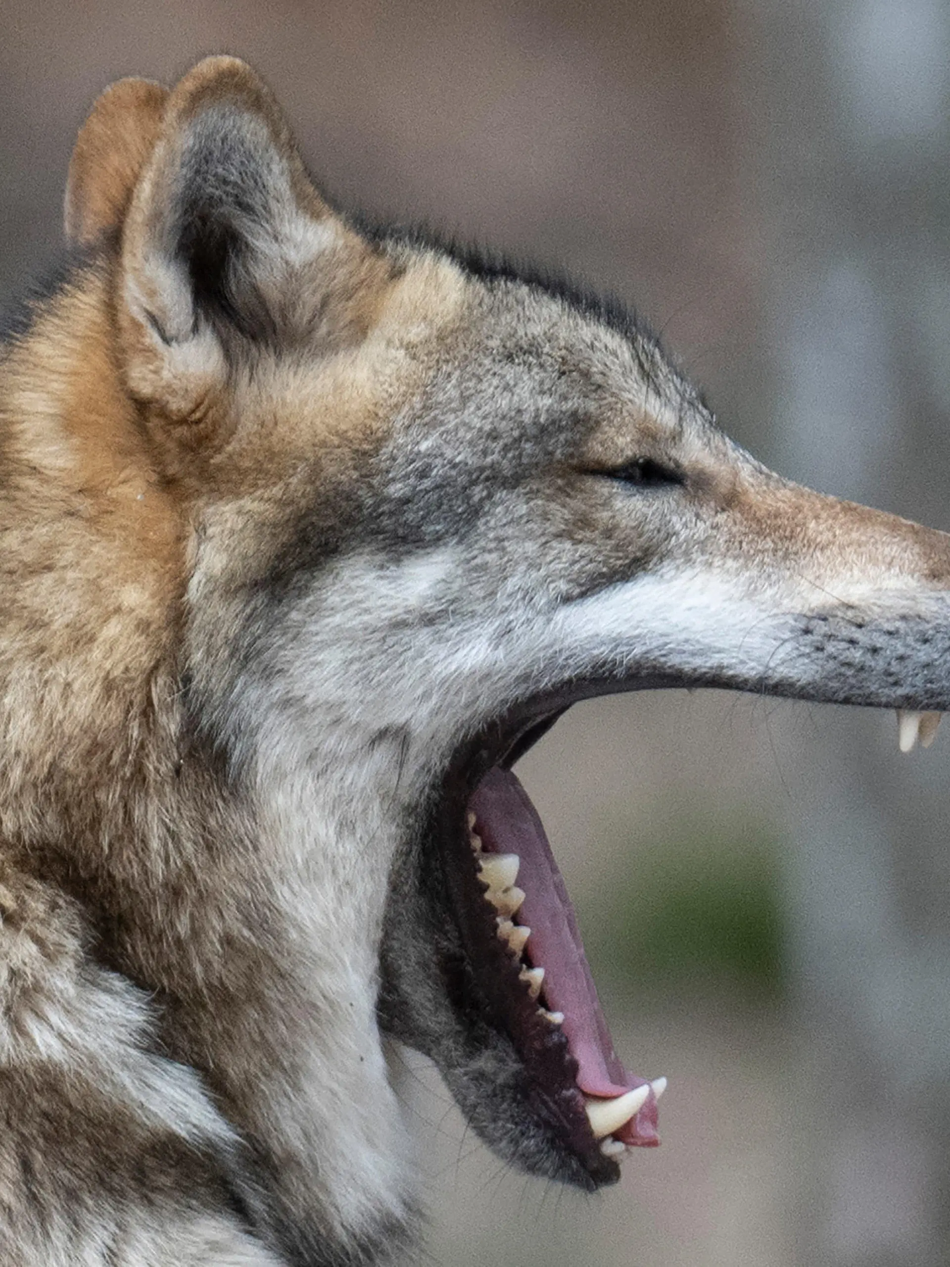 29.03.2023, Hessen, Hanau: Ein Wolf sitzt in seinem Gehege im Tierpark und gähnt. In freier Wildbahn nimmt die Zahl der Wölfe deutschlandweit kontinuierlich zu. Das Wolfszentrum Hessen lädt zu einer Informationsveranstaltung für Herdentierhalter zum Thema Herdenschutz vor dem Wolf. Foto: Boris Roessler/dpa +++ dpa-Bildfunk +++