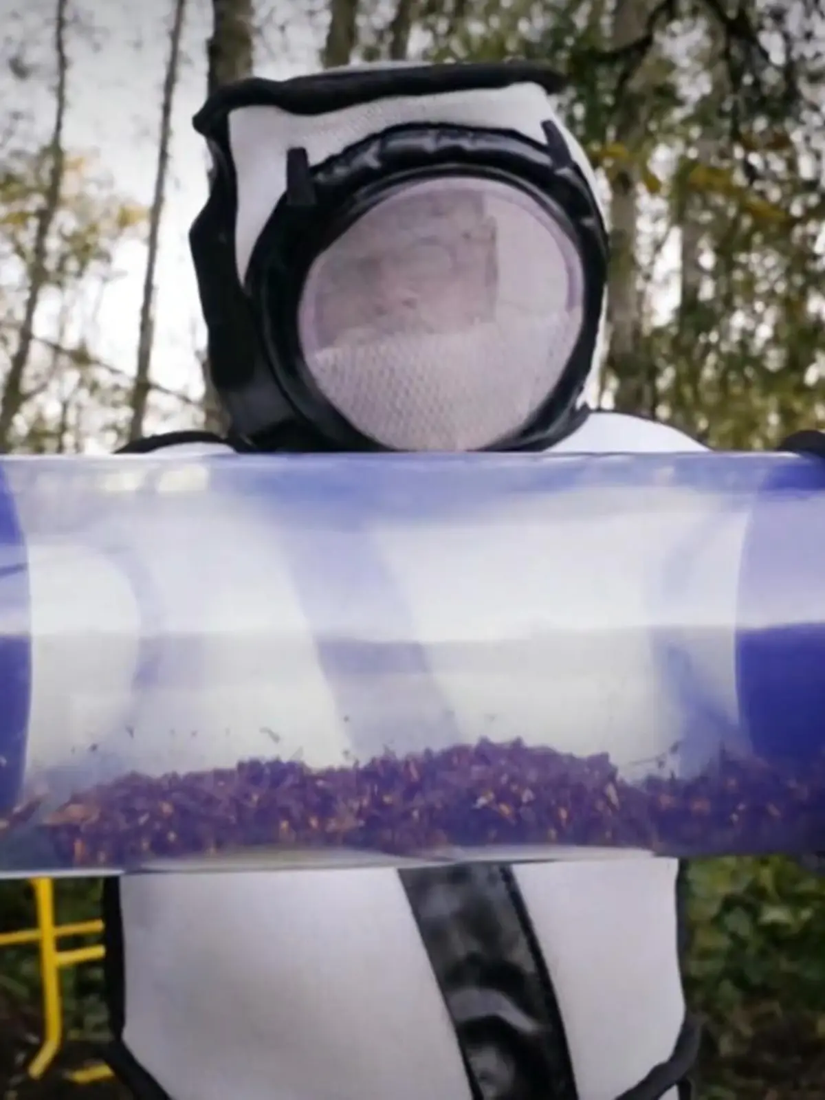 Zum ersten Mal entdecken Insektenforscher in Amrika ein Nest einer Asiatischen Riesenhornisse, die ursprünglich in Asien ansässig sind. Welche Folgen ein Hornissen-Anflug