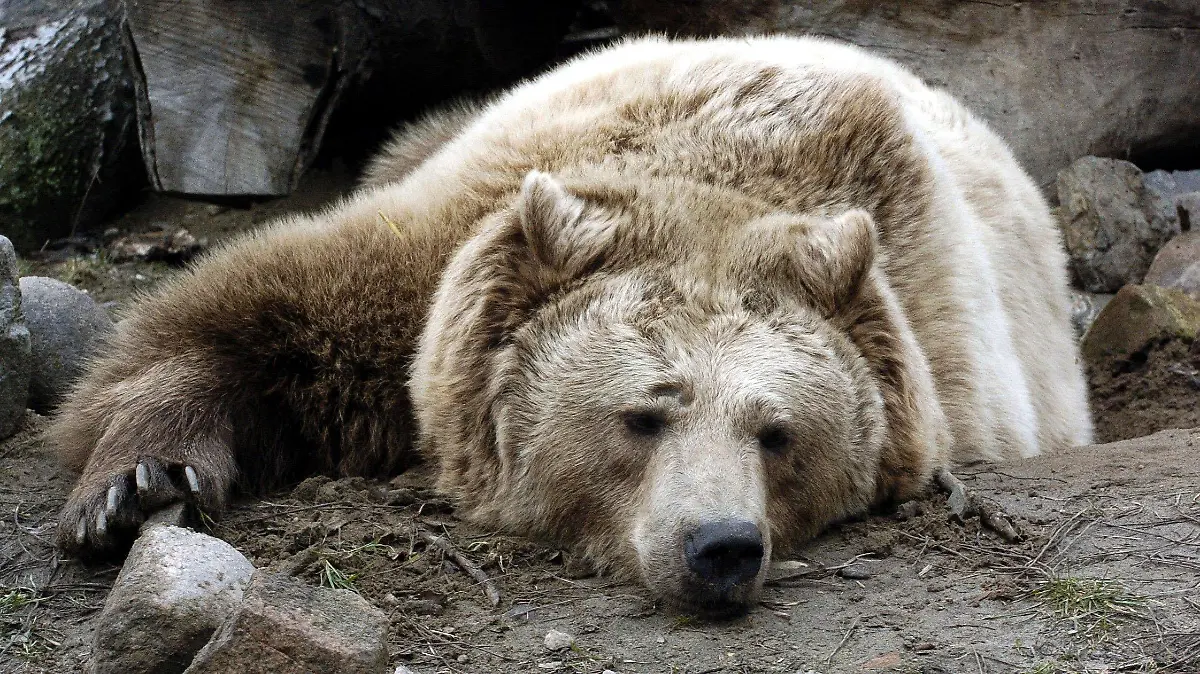 Stendal/Sachsen-Anhalt: Ein Braunbär liegt im Stendaler Tierpark auf der faulen Haut, aufgenommen am 11.03.2004. In den Gehegen des Tierparks der Altmarkstadt leben rund 300 Tiere in 50 verschiedenen Arten. Jährlich besuchen etwa 50 000 Menschen den Park.  (Mgb40-150304)