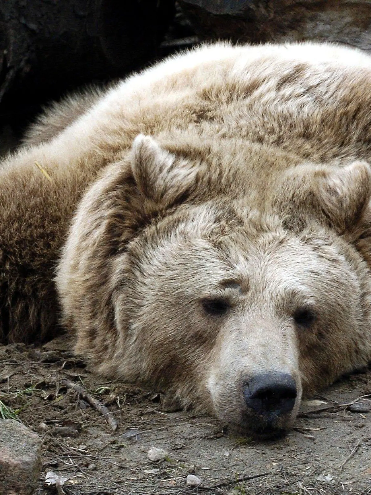 Stendal/Sachsen-Anhalt: Ein Braunbär liegt im Stendaler Tierpark auf der faulen Haut, aufgenommen am 11.03.2004. In den Gehegen des Tierparks der Altmarkstadt leben rund 300 Tiere in 50 verschiedenen Arten. Jährlich besuchen etwa 50 000 Menschen den Park.  (Mgb40-150304)