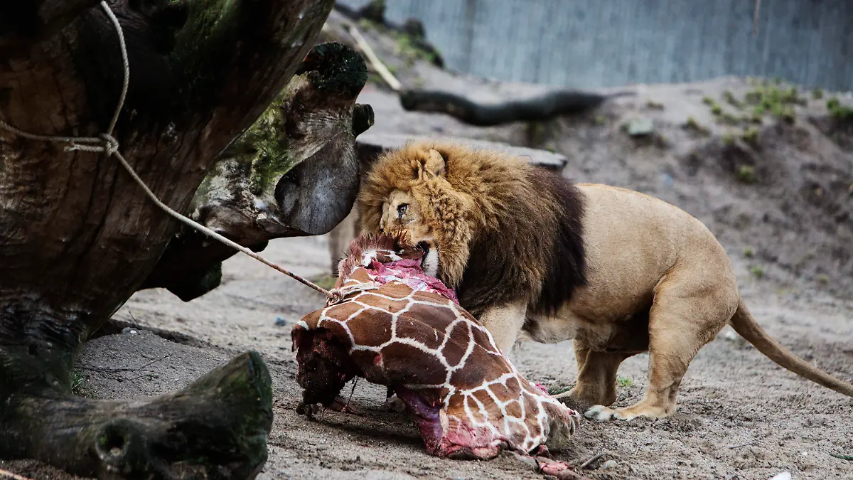 epa04064389 A lion feasts on the remains of two year old giraffe Marius at Copenhagen Zoo 9th February 2014 after the mammal was put down earlier in the day. Although thousands had signed an online petition and other european zoos had offered to take it, the giraffe was put down. The zoo said it had no choice because of its duty to avoid in-breeding. Part of the carcass was being used for research EPA/Kasper Palsnov DENMARK OUT +++(c) dpa - Bildfunk+++