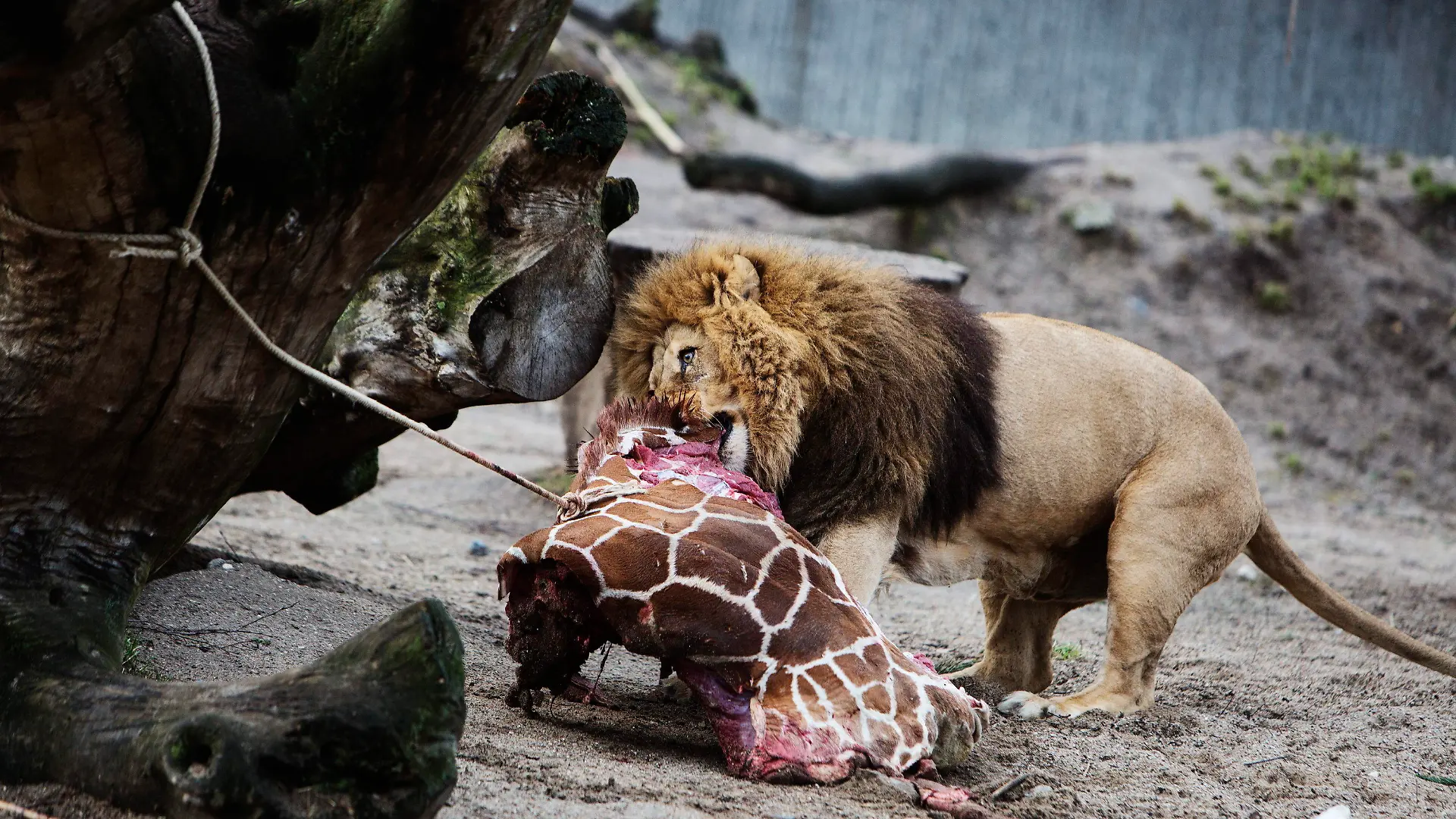 epa04064389 A lion feasts on the remains of two year old giraffe Marius at Copenhagen Zoo 9th February 2014 after the mammal was put down earlier in the day. Although thousands had signed an online petition and other european zoos had offered to take it, the giraffe was put down. The zoo said it had no choice because of its duty to avoid in-breeding. Part of the carcass was being used for research EPA/Kasper Palsnov DENMARK OUT +++(c) dpa - Bildfunk+++