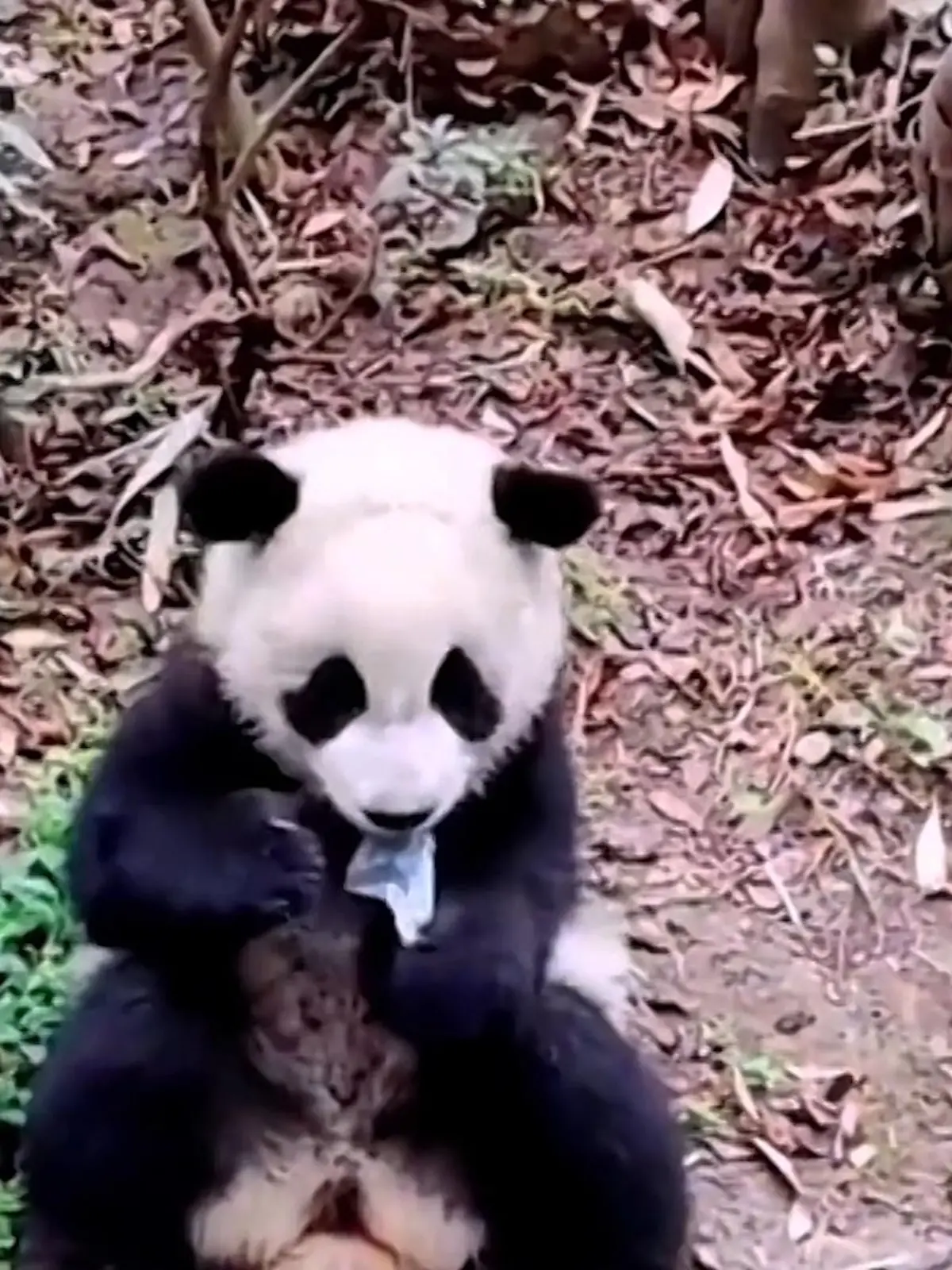 In der Chengdu Research Base of Giant Panda Breeding ist es zu einem gefährlichen Vorfall gekommen: Ein junger Pandabär verwechselt eine weggeworfene Atemschutzmaske mit Futter. Das Verschlucken der Maske könnte lebensgefährlich für ihn sein! Offenbar hat sie ein Besucher in das Gehege fallen gelassen. Ärzte müssen das Tier anschließend untersuchen. Mehr dazu im Video.
