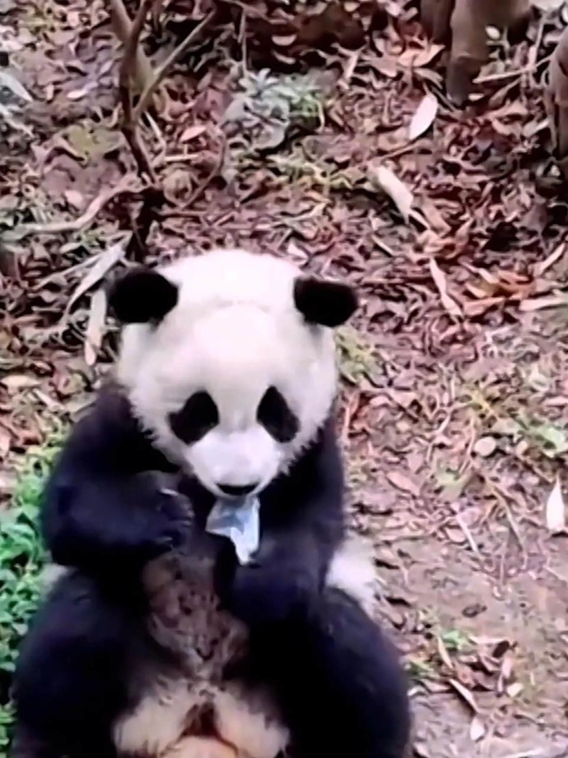 In der Chengdu Research Base of Giant Panda Breeding ist es zu einem gefährlichen Vorfall gekommen: Ein junger Pandabär verwechselt eine weggeworfene Atemschutzmaske mit Futter. Das Verschlucken der Maske könnte lebensgefährlich für ihn sein! Offenbar hat sie ein Besucher in das Gehege fallen gelassen. Ärzte müssen das Tier anschließend untersuchen. Mehr dazu im Video.