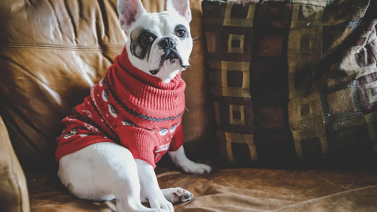 Hund mit Winterpulli