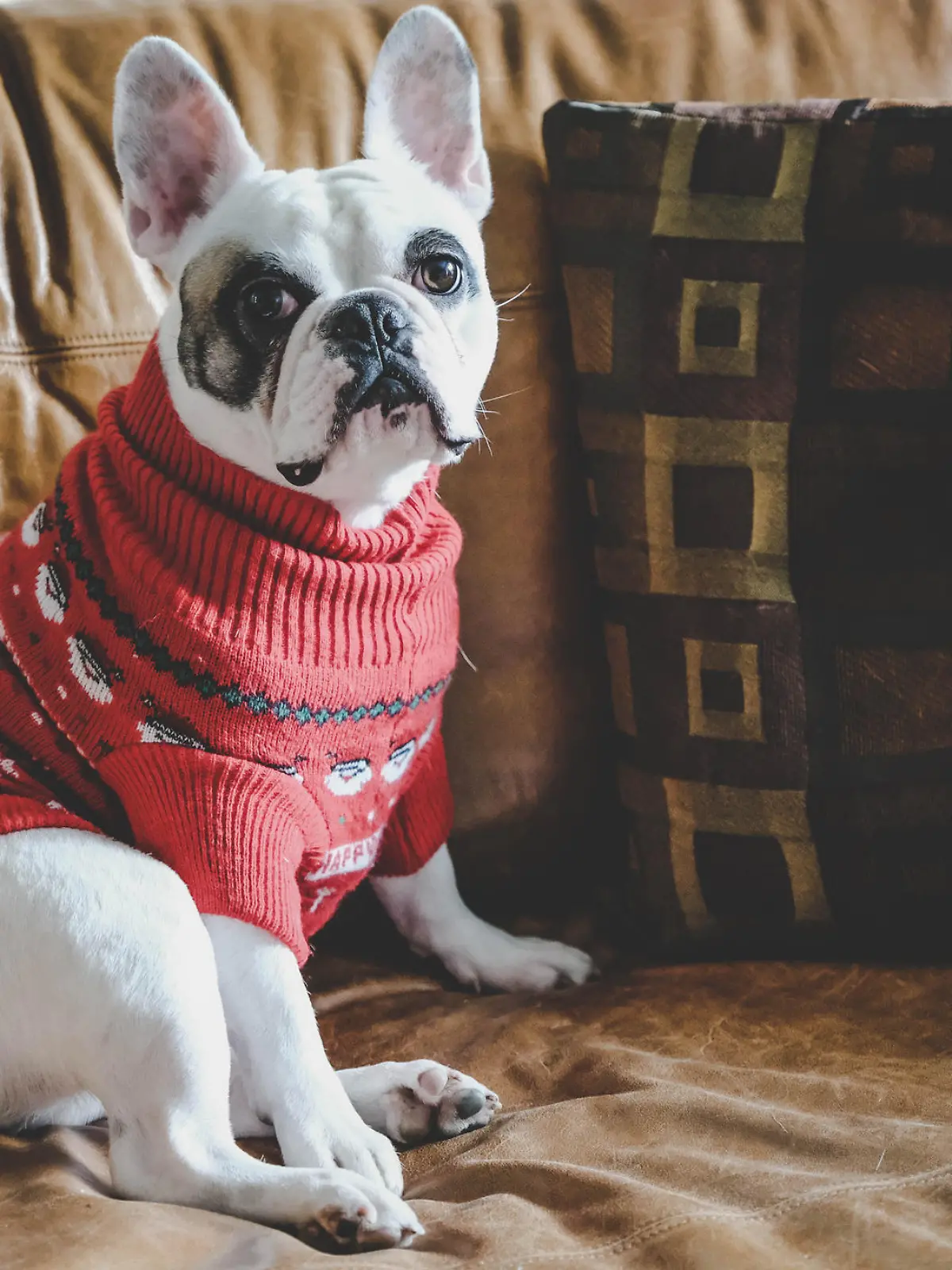 Hund mit Winterpulli