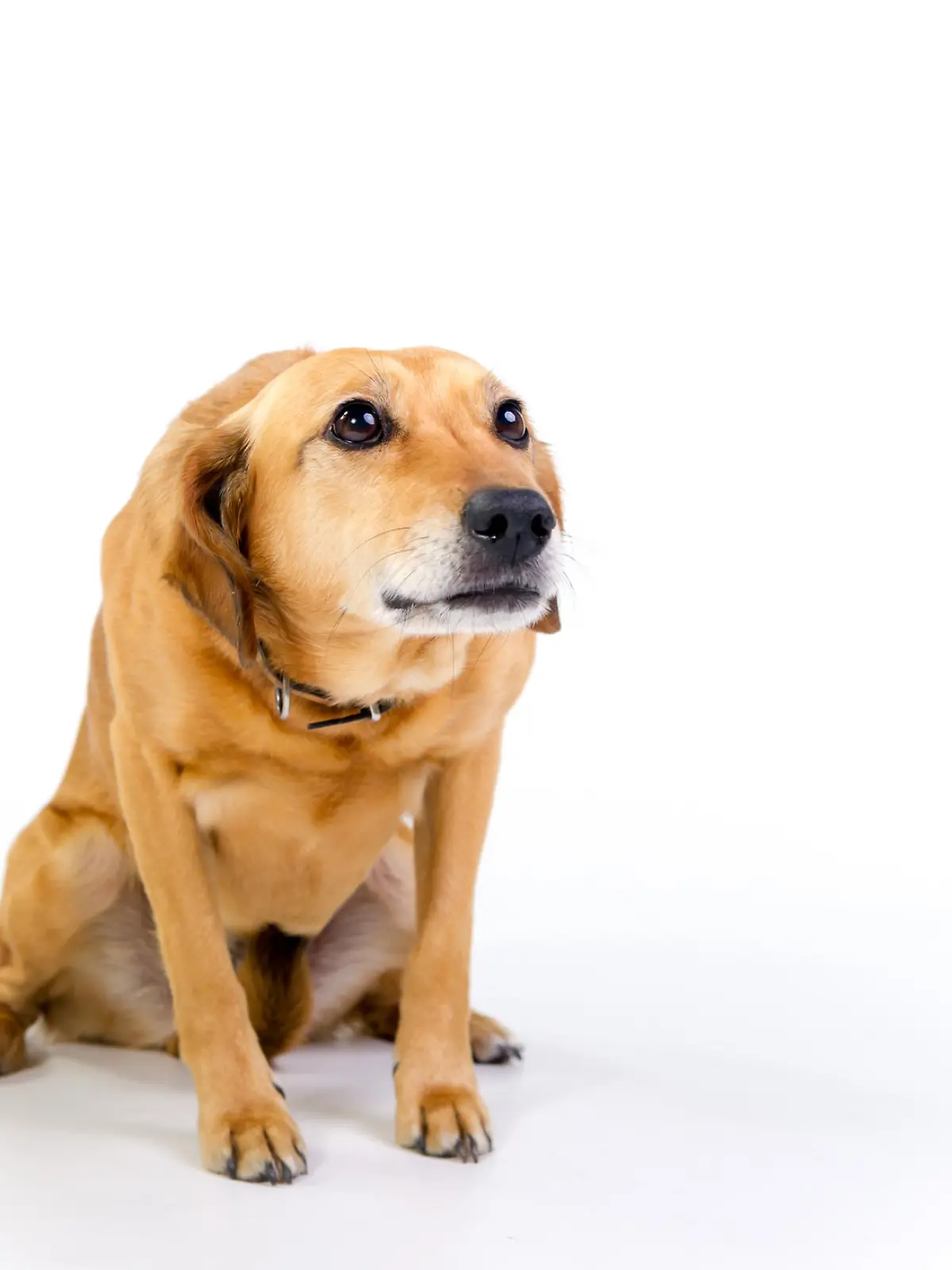 Hund mit heller Fellfarbe hält den Kopf ängstlich gesenkt.