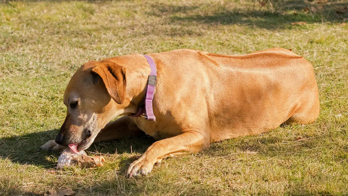 Brauner Hund liegt in der Sonne auf der Wiese und leckt an einem Knochen